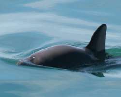 Many endemic species like vaquita are found here. The sea is also home to traveling species like California Whale, leatherback sea turtle, manta ray, 